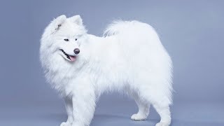 How to Train Your Samoyed for Sled Pulling [upl. by Arriat]