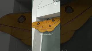 Antheraea yamamai  Japanese silk moth [upl. by Mariele]