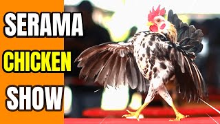 Serama Chicken Show The Ultimate Bantam Beauty Contest [upl. by Aeresed664]