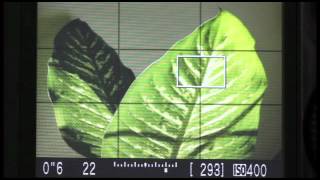 How to Use Live View to Determine Depth of Field with Digital Cameras [upl. by Ahsineg]