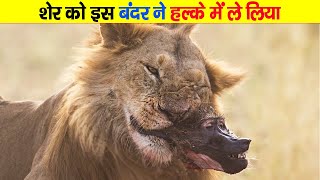 शेर को छेड़ने निकला यह ये बबून फिर जो इसके साथ हुआ Baboons Dying In a Lion Jaw [upl. by Kip248]