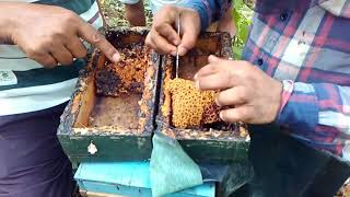 Meliponiculture Stingless bee keepingcheruthen cheruthneecha hive splitting in Hindi [upl. by Ben]