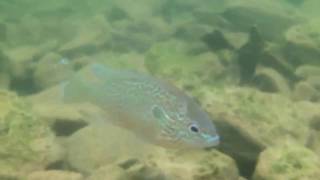 Snorkeling in the clear water of Laurel River Lake Corbin Kentucky [upl. by Munt]