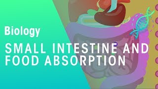 Small intestine and food absorption  Physiology  Biology  FuseSchool [upl. by Krishnah]