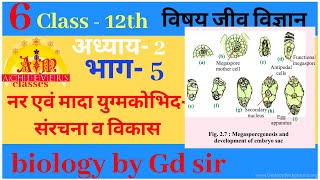 Class 12 Chapter 2 Male and Female Gametophyte  Structure and Development RBSE Biology Part5 [upl. by Notlad205]