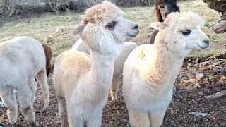 Alpacas de Gredos Alpaca Communication  Humming [upl. by Stonwin348]