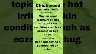 How To Make Chickweed Oil  Its Uses And Benefits herbal herbalist healing [upl. by Eirallih]