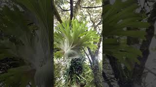 Staghorn Ferns and Pyrrosia Ferns on a Macadamia Nut Tree [upl. by Eirased216]