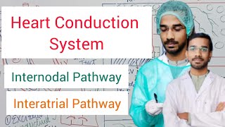 Heart Conduction System  Internodal Pathway  Interatrial Pathway [upl. by Liagaba]