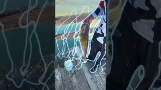 Clearlake ca fishinglakeport ca fishing 🎣 Iowa fishing fishing catfish catfishing bassfishing [upl. by Olinde]