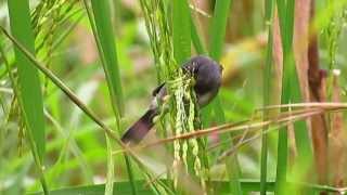 Grey Seedeater  Sporophila intermedia  aves del guaviare  amazonia birding [upl. by Netaf19]