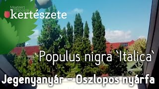 Populus nigra Italica  Jegenyenyár  Oszlopos nyárfa  Díszfa Kertészet [upl. by Finkelstein]