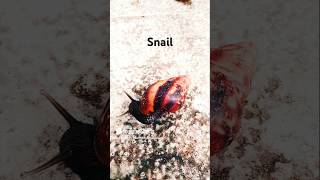 SnailMolluscsLife on earthKids [upl. by Irneh]