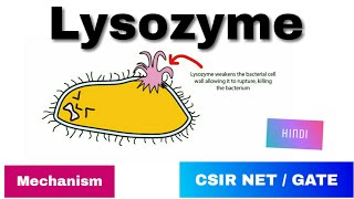 Lysozyme enzyme in Hindi  History Mode of action amp Mechanism [upl. by Micheal]