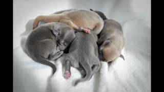 Italian greyhound puppies IT GREY BUTTERFLYavi [upl. by Ioves]