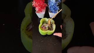 Stuffed capsicum 🫑 stuffed capsicum food viralvideo ytshorts shorts [upl. by Marino]