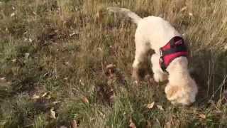 Lagotto Romagnolo training on Lagottos Peak [upl. by Ahsak]