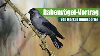 Rabenvögel  Vortrag von Markus Hundsdorfer ArtenFinder Entdeckerkalender [upl. by Ennaed]