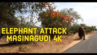 Elephant Attack Masinagudi 4K Go Pro [upl. by Ennybor866]