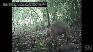 A silverbacked chevrotain is caught on camera in Vietnam  Science News [upl. by Romy479]