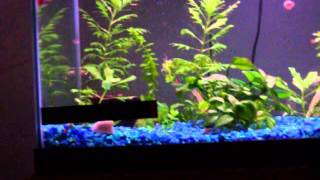 My New Neon Tetras with my Gold Gourami and Blue Crayfish [upl. by Sausa]