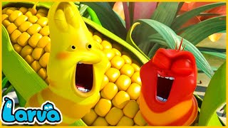 LARVA SEASON 1 EPISODE 584700  HILARIOUS CARTOON MEMES  LARVA TERBARU 2024 [upl. by Junie]