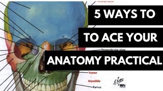 5 WAYS TO ACE YOUR ANATOMY PRACTICAL [upl. by Akimik]