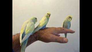 how to tame 2 budgies at once [upl. by Maybelle84]