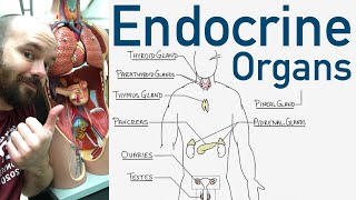 Endocrine Organs  BEST Way to Learn All the Endocrine Organs and What They Do [upl. by Henrietta]