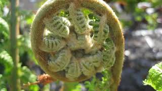 Dicksonia Tree fern protection winter  UK at Christmas time [upl. by Arraet110]