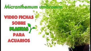 Micranthemum umbrosum  video fichas sobre plantas para acuarios [upl. by Noyar]