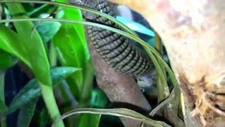 Captive bred pair Abronia graminea quotBlack Eyequot in their enclosure [upl. by Kin]