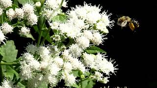 Flowering Plant Video Library Boneset Eupatorium perfoliatum [upl. by Nevah]