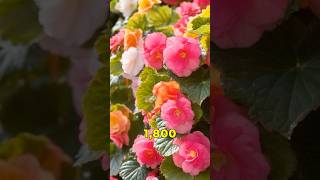 Exploring the Beautiful Begonia Flower [upl. by Hebe]