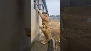 Brothers Taking Food 😳🐯  Bioga  Biorah and Jia si bigtiger tiger tigertiger [upl. by Suirrad]