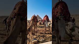 The Pyramids of Giza egypt shorts pyramid [upl. by Llemor]