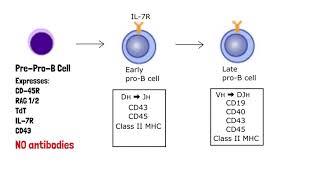 B Cell Development [upl. by Ylrebmyk]