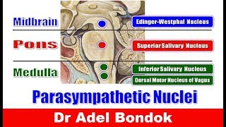 Parasympathetic Nuclei in the Brainstem and Parasympathetic Ganglia Dr Adel Bondok [upl. by Roede285]