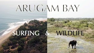 Arugam Bay  Sri Lanka  Surfing amp Wildlife [upl. by Island]