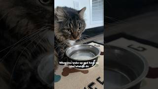 My cat Theo is addicted to clean water [upl. by Anot]