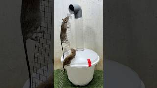 Best mouse trap ideagood rat trap at home rat [upl. by Ybba941]