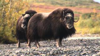 Musk Ox Video Footage [upl. by Kered]