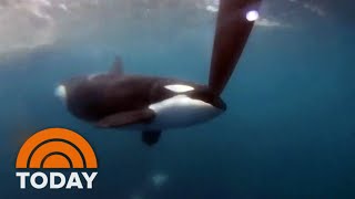 Pod of orcas sink 50foot yacht in Moroccan waters [upl. by Zak]