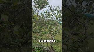 So Youve Got Your Blueberries Planted Now What gardeningtips Blueberries gardening farming [upl. by Houlberg]