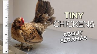 About Serama Chickens What to know  Cool exotic chickens you can buy rn [upl. by Greerson]