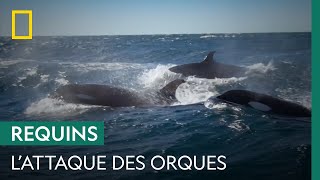 Des orques prennent en chasse un grand requin blanc [upl. by Yesmar]