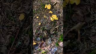 Des Girolles à perte de vue champignons randonnée balades forêt nature degustation mangerbien [upl. by Janek833]