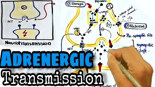 Adrenergic transmission Pharmacology  synthesis and release of norepinephrine [upl. by Abrahamsen105]