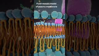 Fluid mosaic model of plasma membrane [upl. by Aihsitan837]