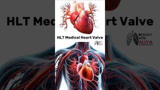 HLT Medical Heart Valve medical animation 3d short [upl. by Bigelow709]